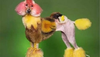 “最萌汪星人”全系列家養(yǎng)寵物狗大賽活動，期待您的加入。