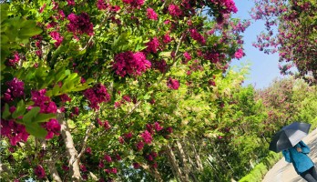 想和你在鳴翠湖的花海里走一走，看初夏繁花散盡也不停留。