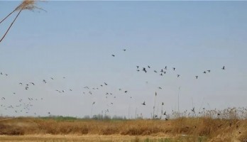 巨龍?zhí)ь^，百鳥鳴翠，靜待君至！寧夏和湖北居民，醫(yī)務(wù)人員福利多，還有優(yōu)惠年票可暢玩一整年！